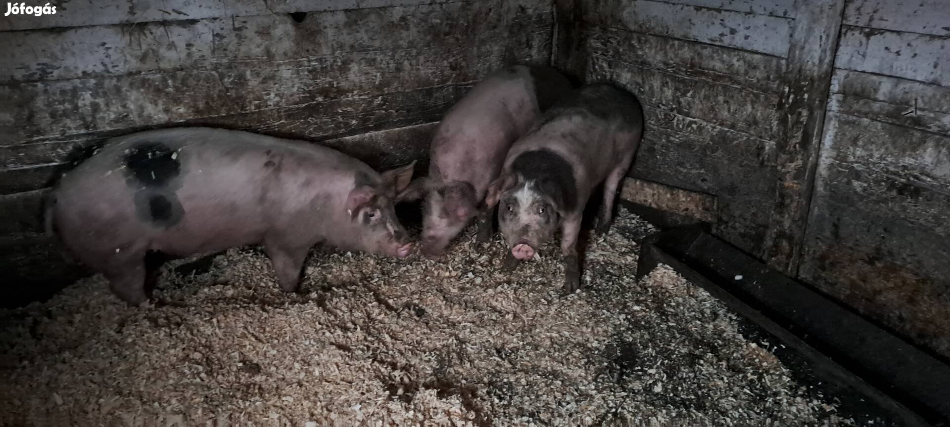 eladó vagy cserélhetö 90 kilosok nagy sújú hizo érdekel.