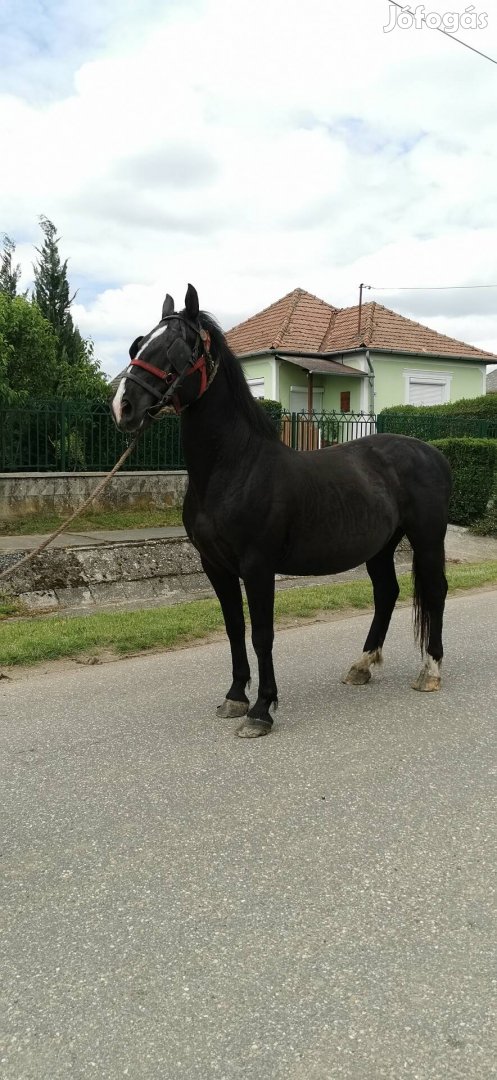 eladó vagy cserélhető 9 éves herélt lo