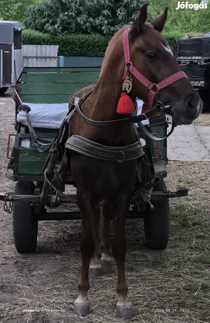 eladó vagy cserélhető csoki színű herelt poni