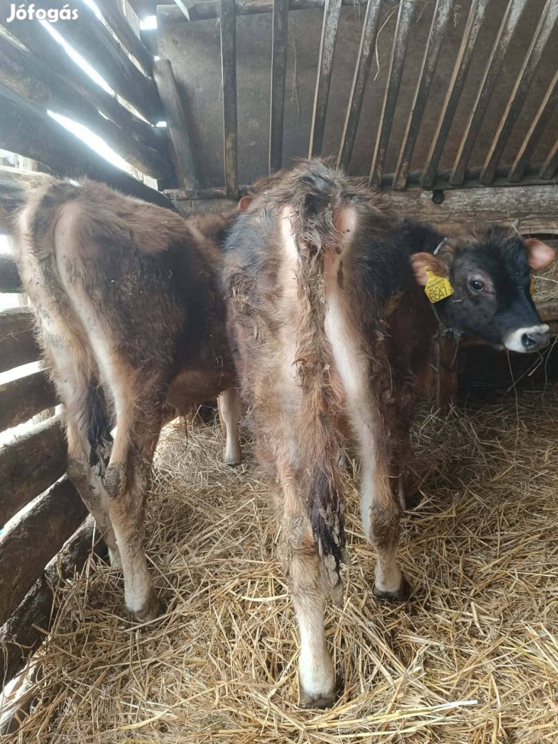 eladó vagy cserélhető húshasznú bikák