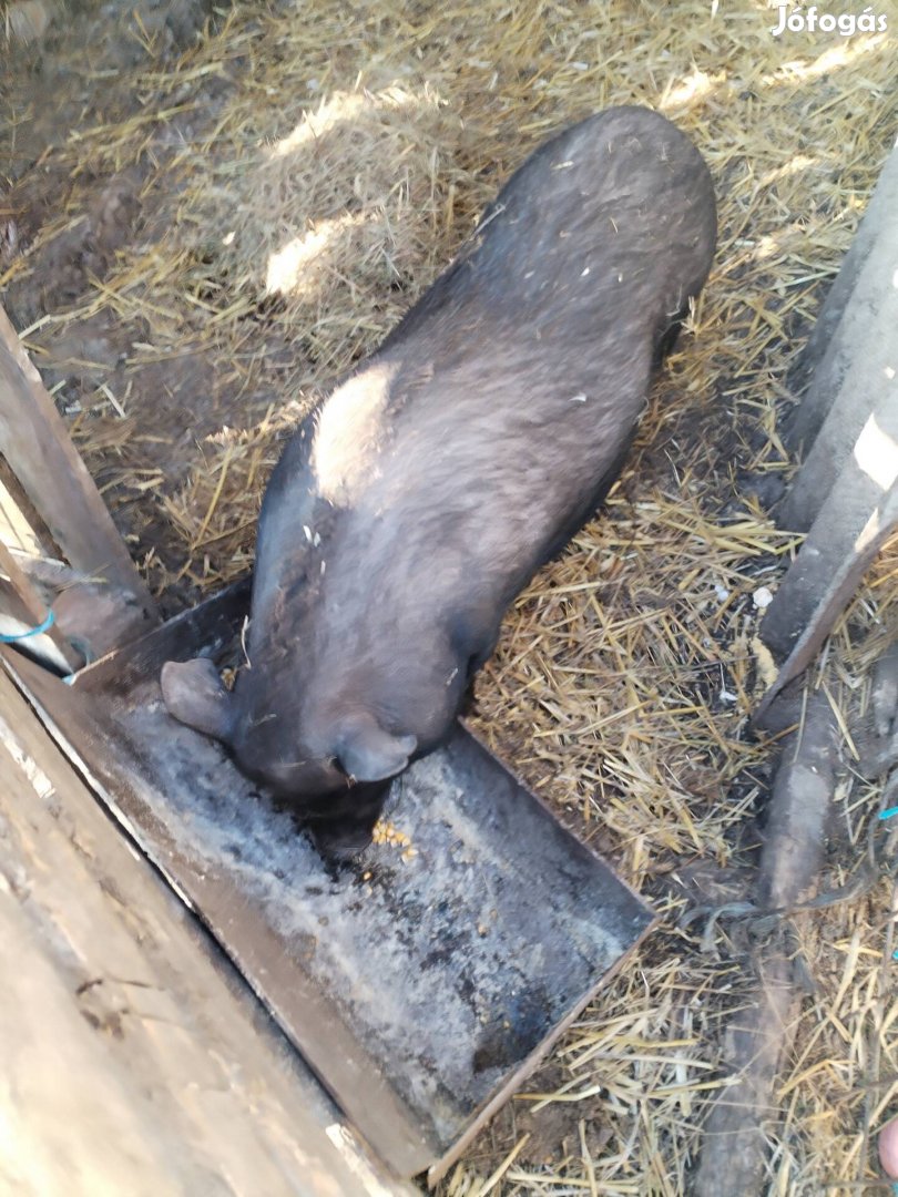 eladó vietnami hasas koca