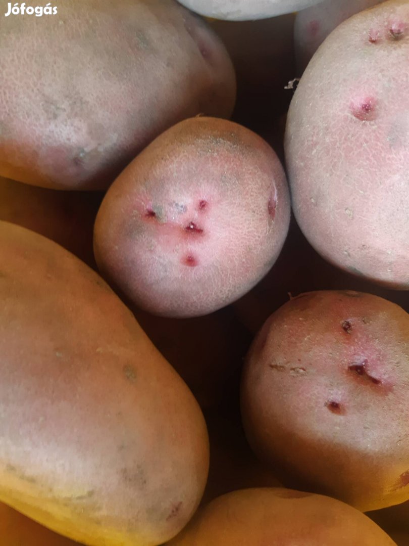 étkezési burgonya eladó Balatoni rózsa