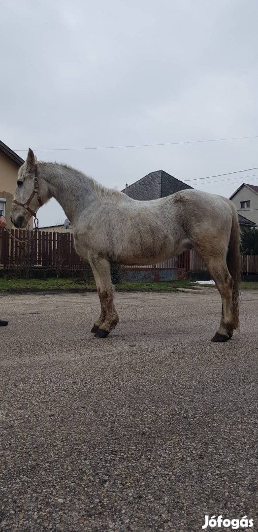 extra kocsis hátas herélt