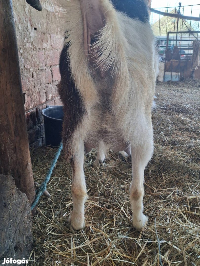 fejős anya kecske eladó