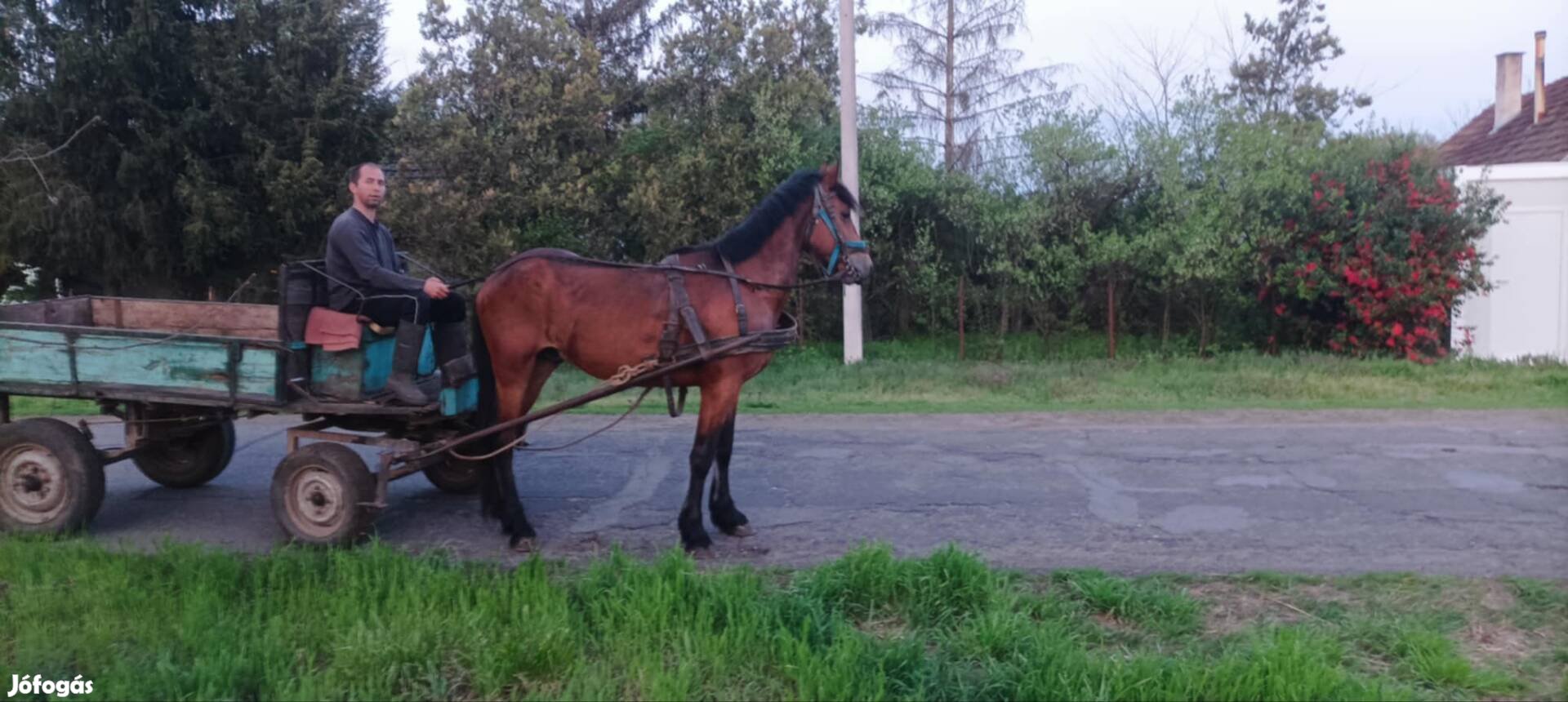 frízfélvér herélt csikó