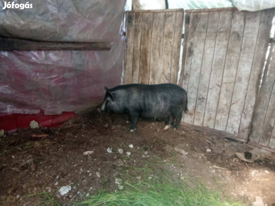 fruiozon csődör csikó 1 éves vietnamim hasas 