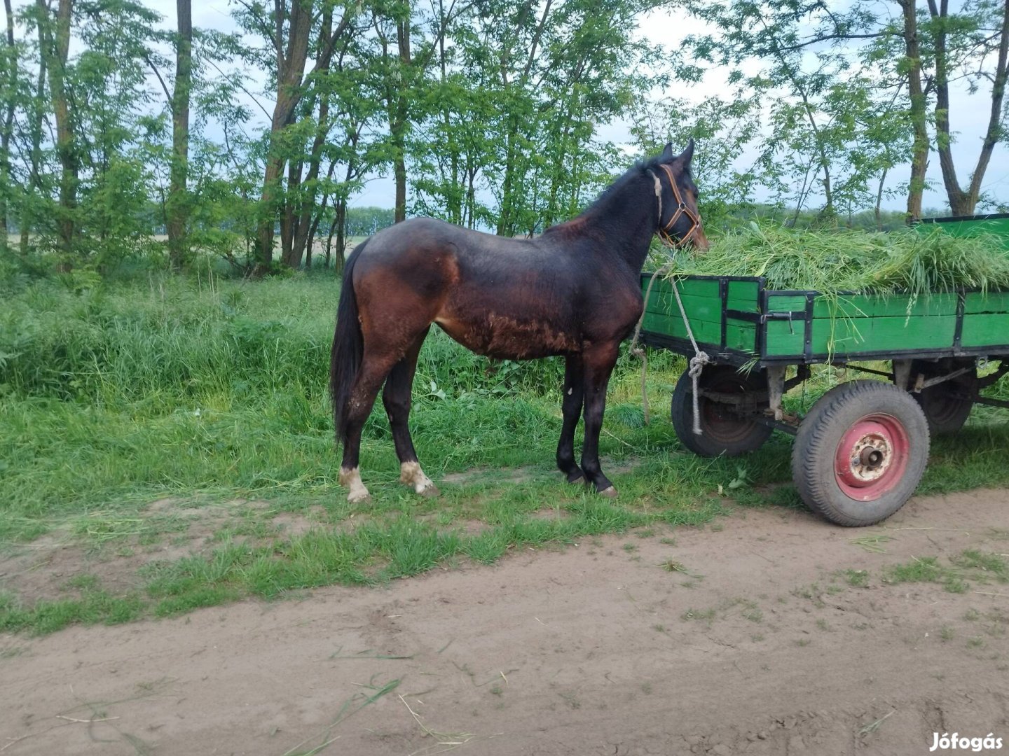 furioso felver  kanca csikó