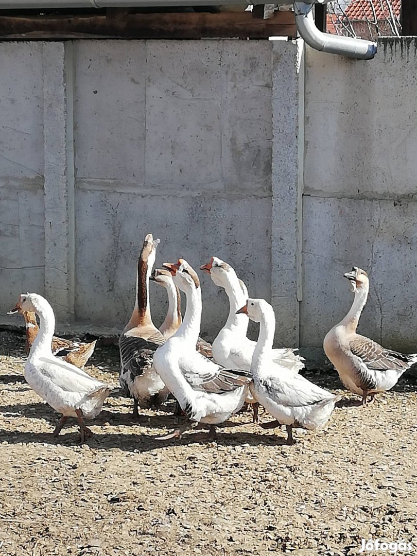 fútó kacsa, bűtykős liba tojás