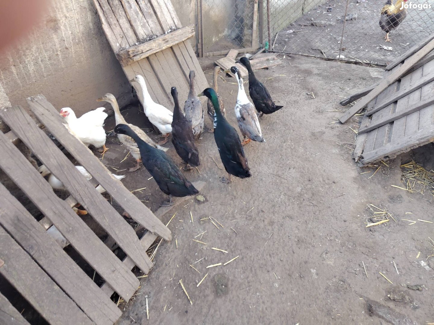 futókacsák eladók