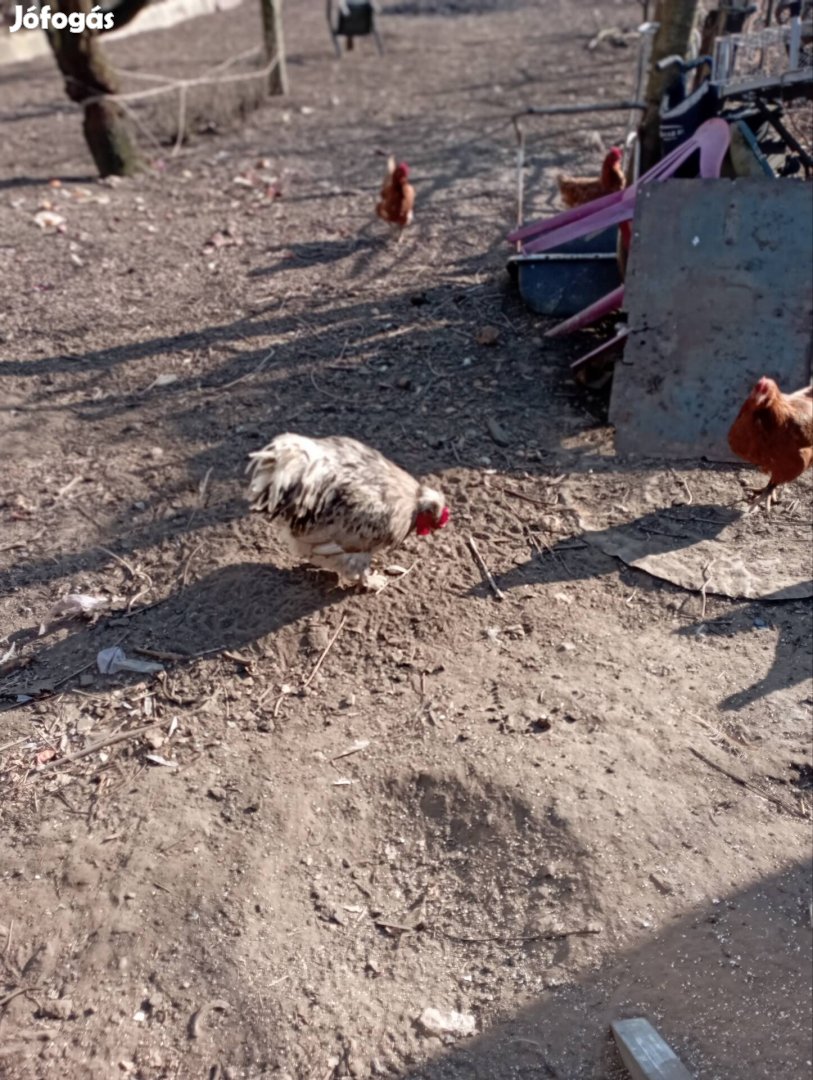 gatyas kakas? eladó 12ezer,telefon 06,20,94,35,405jozsef