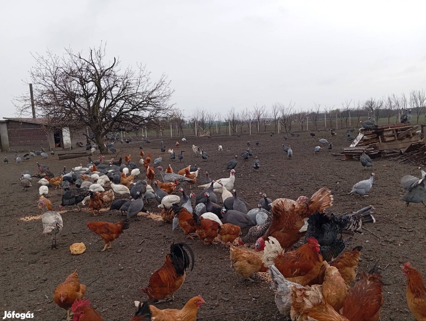 gyöngyös tojás keltetésre alkalmas eladó