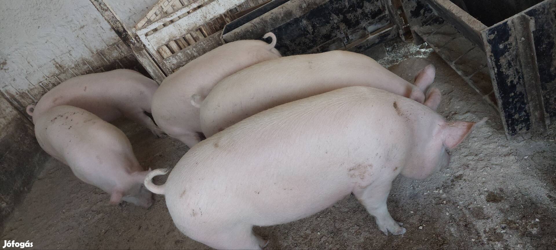gyönyörű 140-15 kg-os hízók eladók