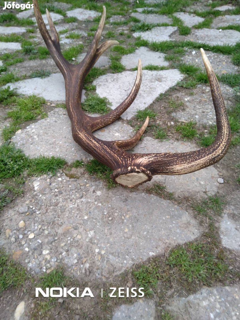 gyűjteményből agancs eladó 