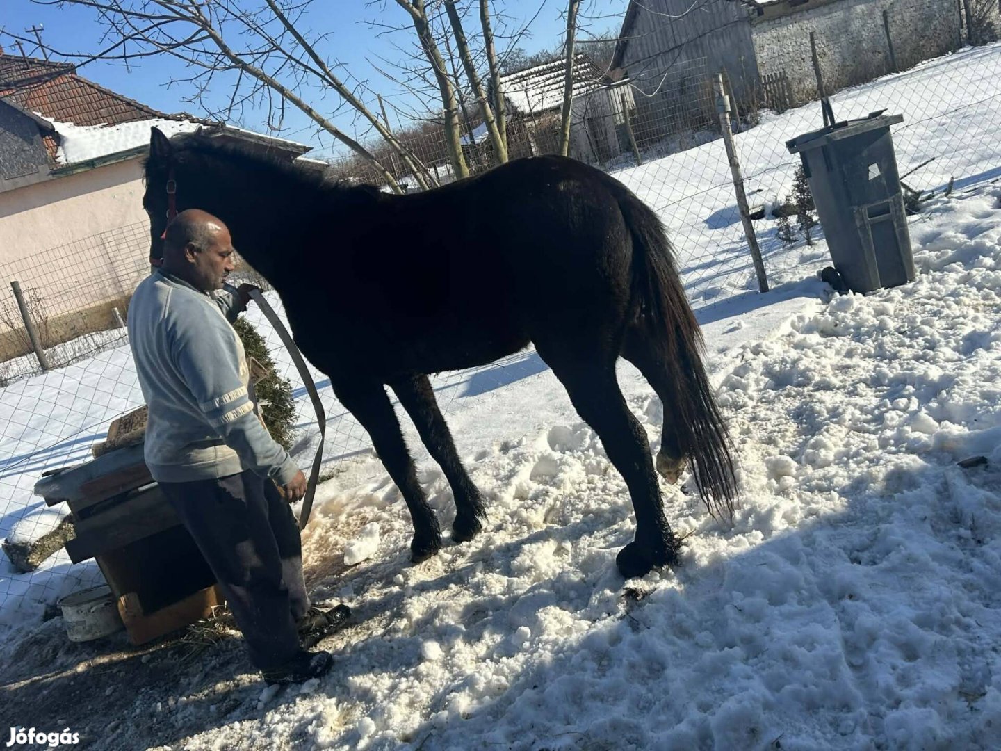 haszonállat csődör ló