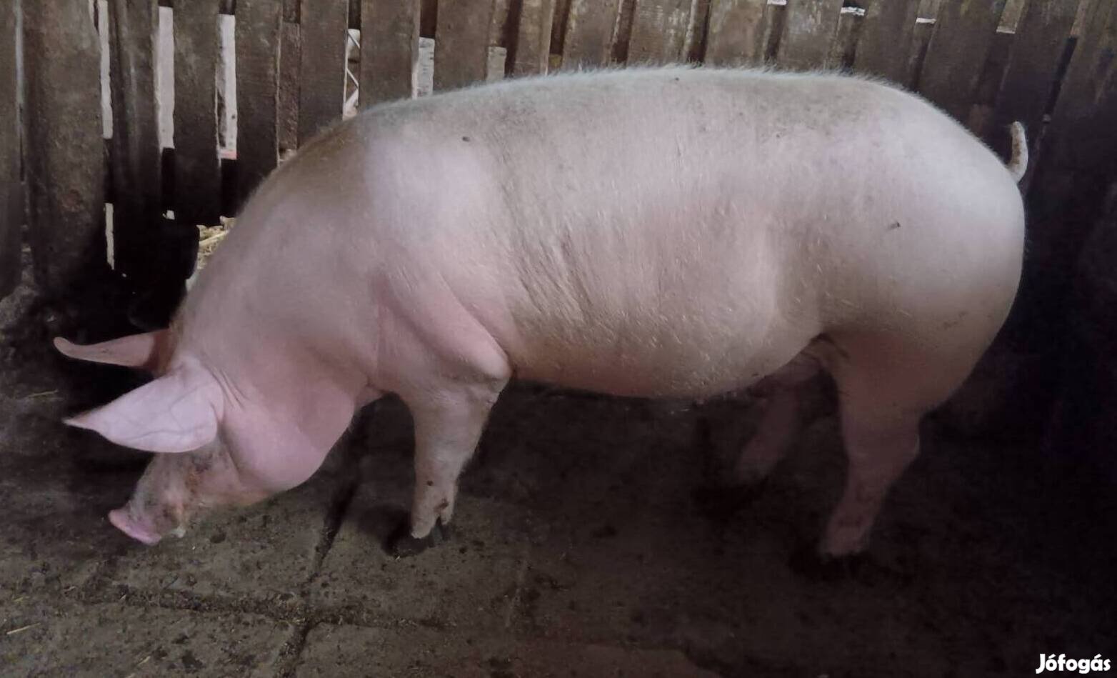 hízó eladó!