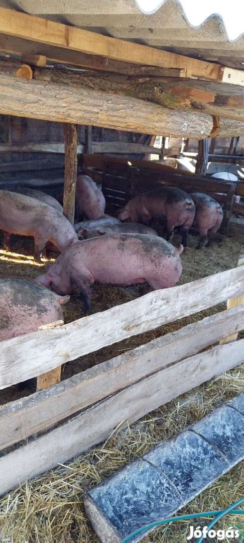 hízó sertés 740Ft/kg 