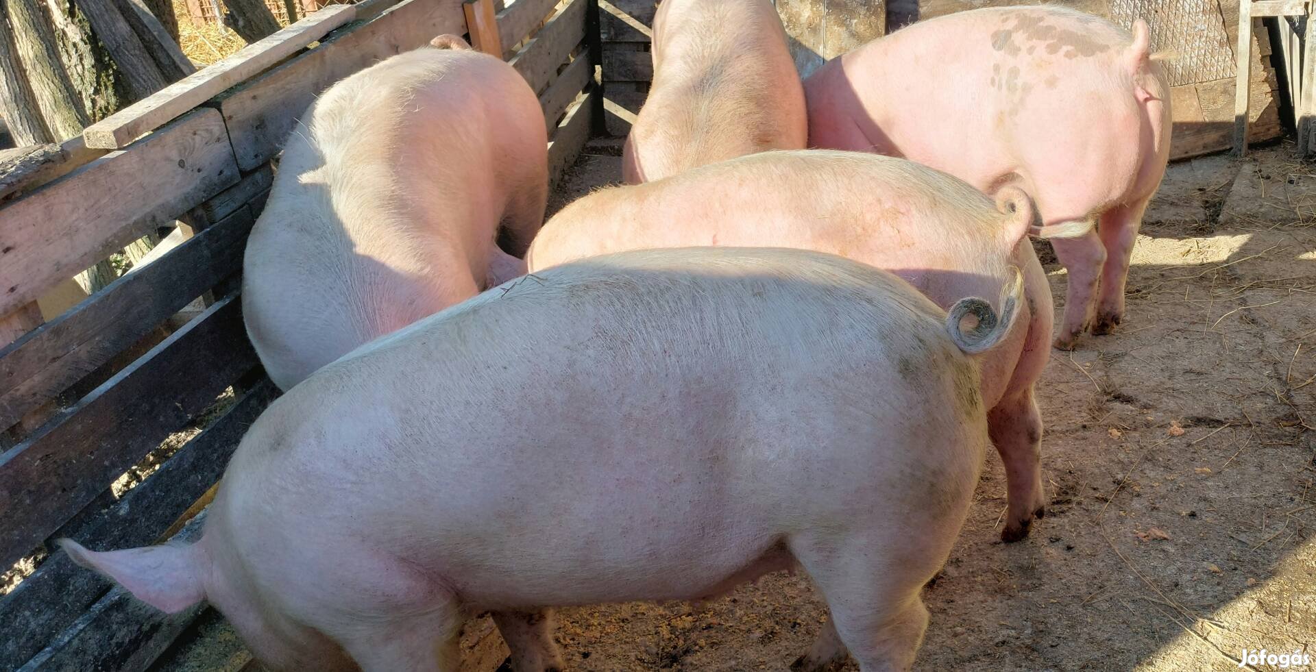 hizó sertés disznó 