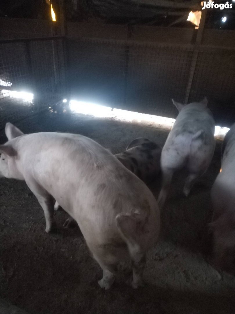 hízó süldő malac