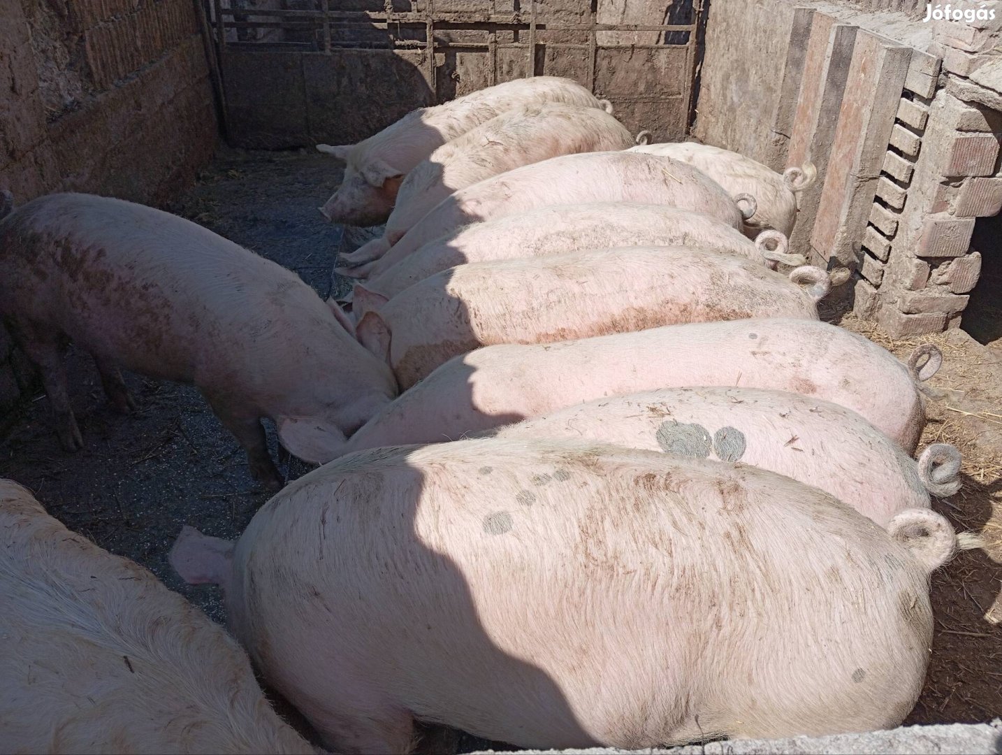 hízók eladók 10db100-130kg körüliek 750ftkg