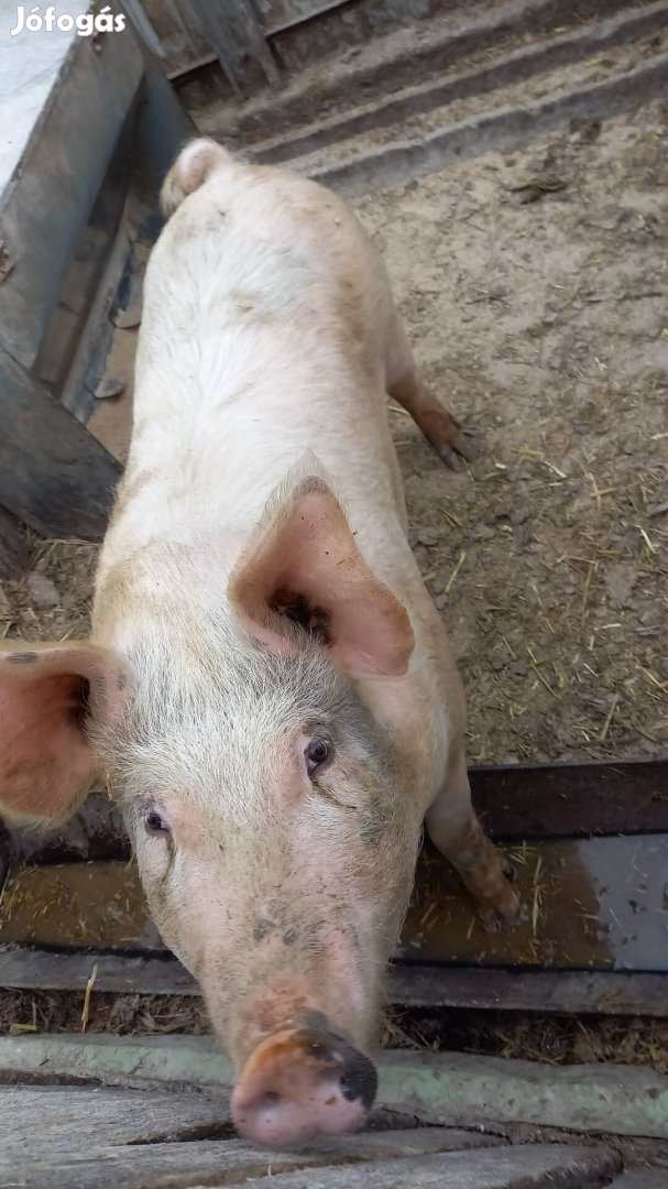 hízósertés eladó