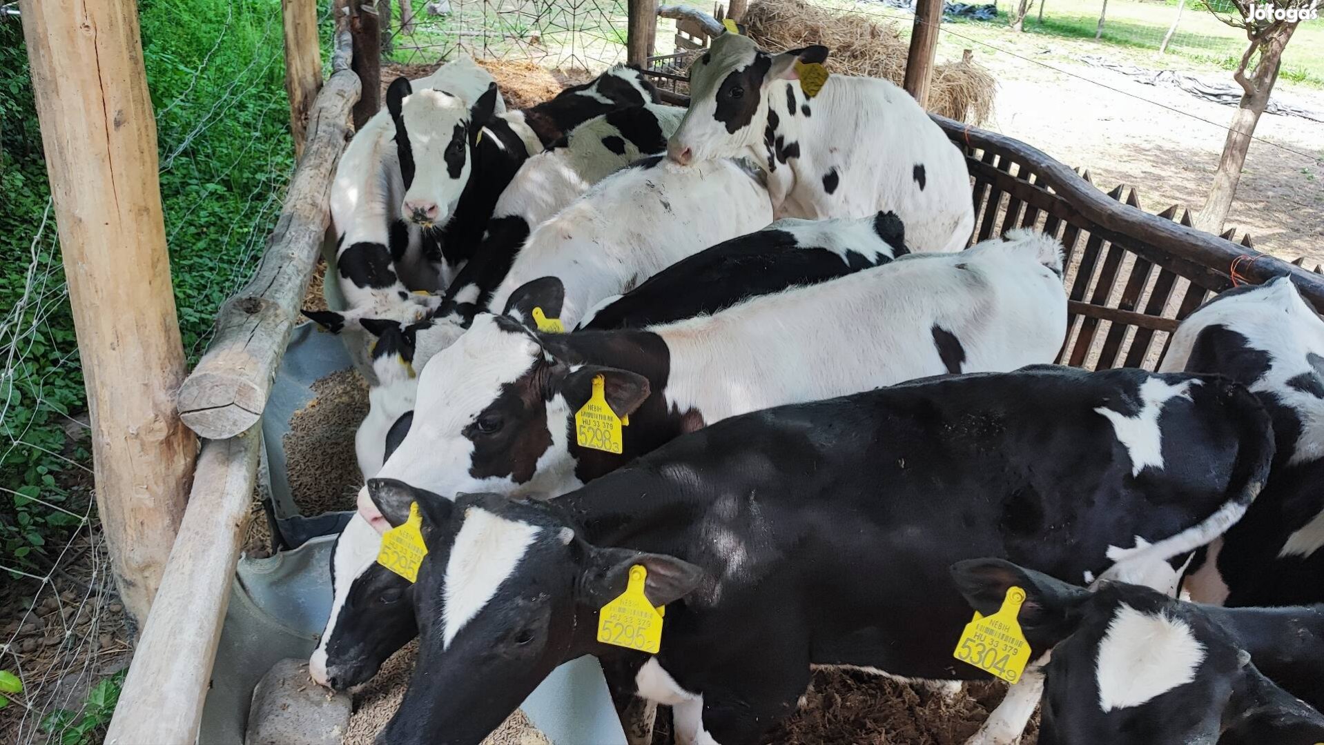 holstein fríz bikák