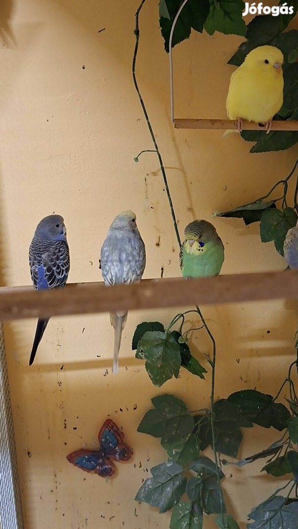 hullámos papagájok eladók