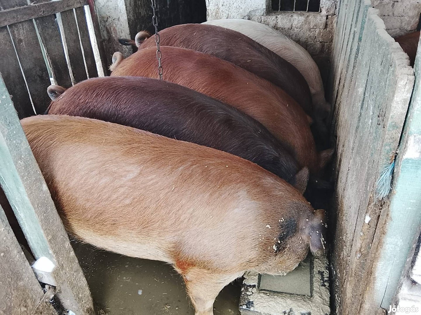 hús jellegű sertések eladók!