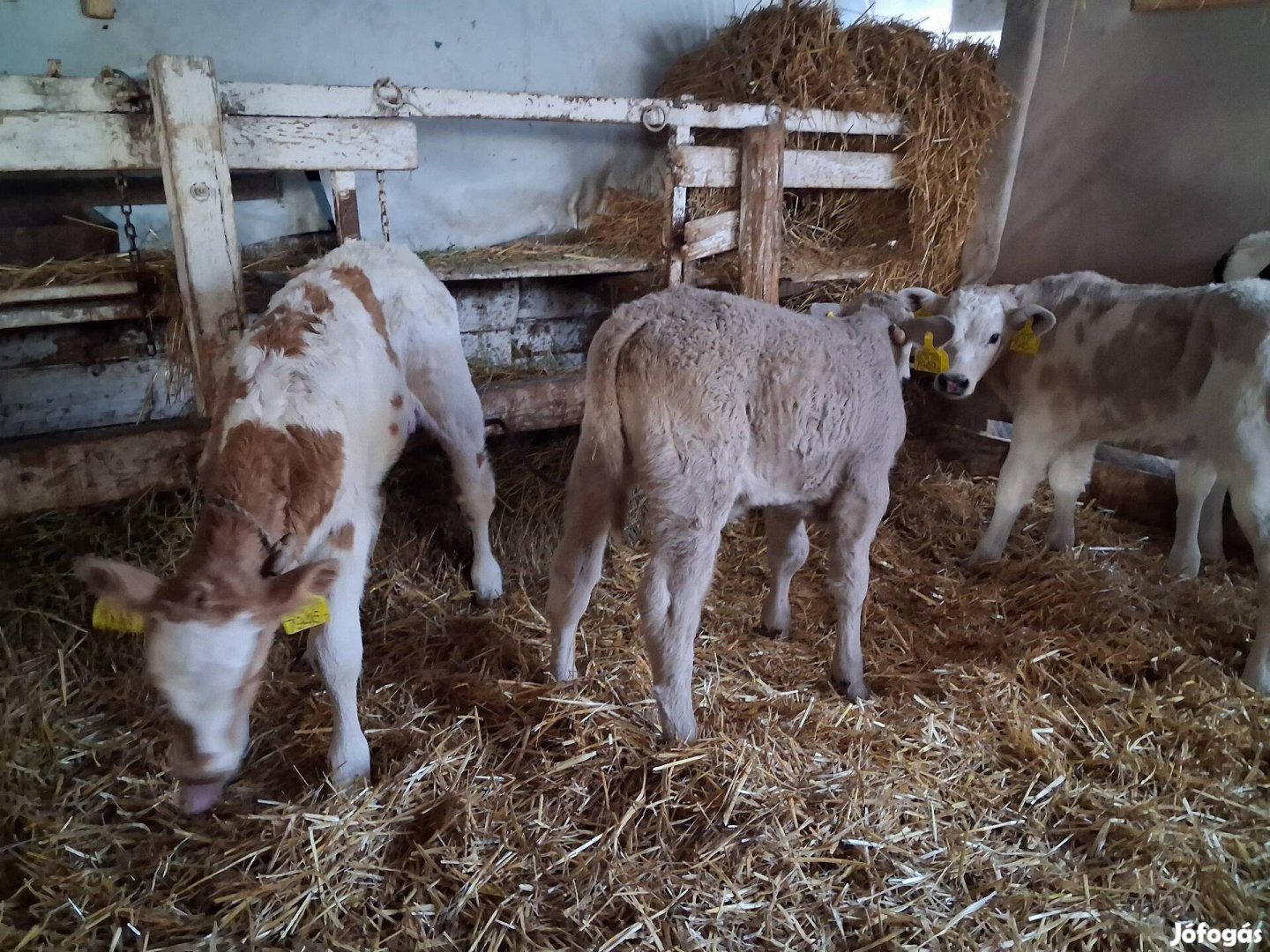 húshasznú borjak eladók
