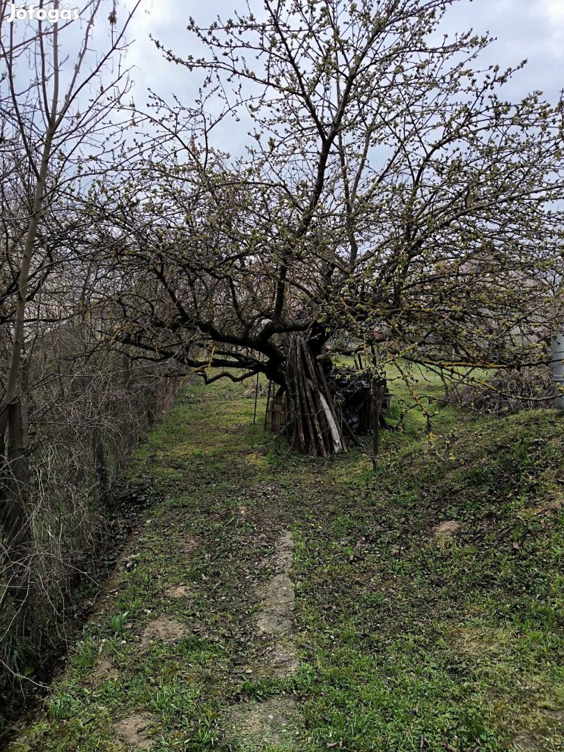 ingyen kivágható és elvihető fák