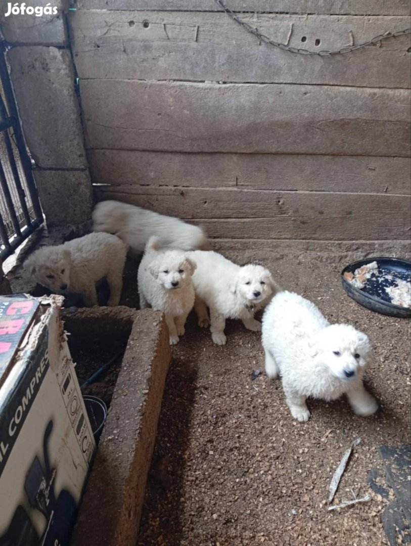 ingyenes kuvasz jellegű kiskutyák