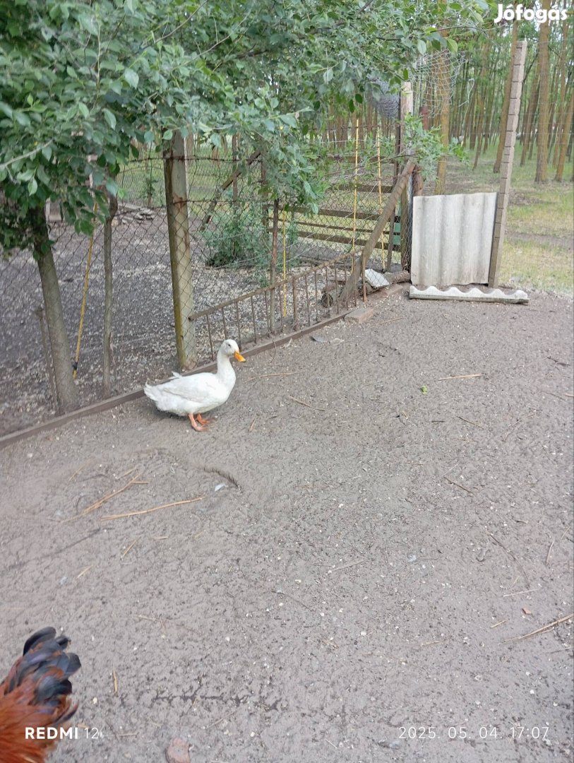 kacsa, magyar kacsa gácsér
