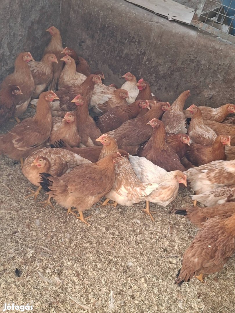 kakasok és jércék eladó