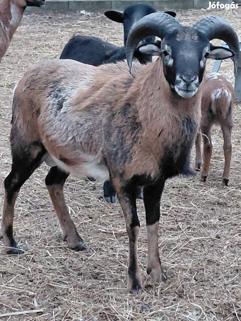 kameroni-muflon mix 2 éves kos