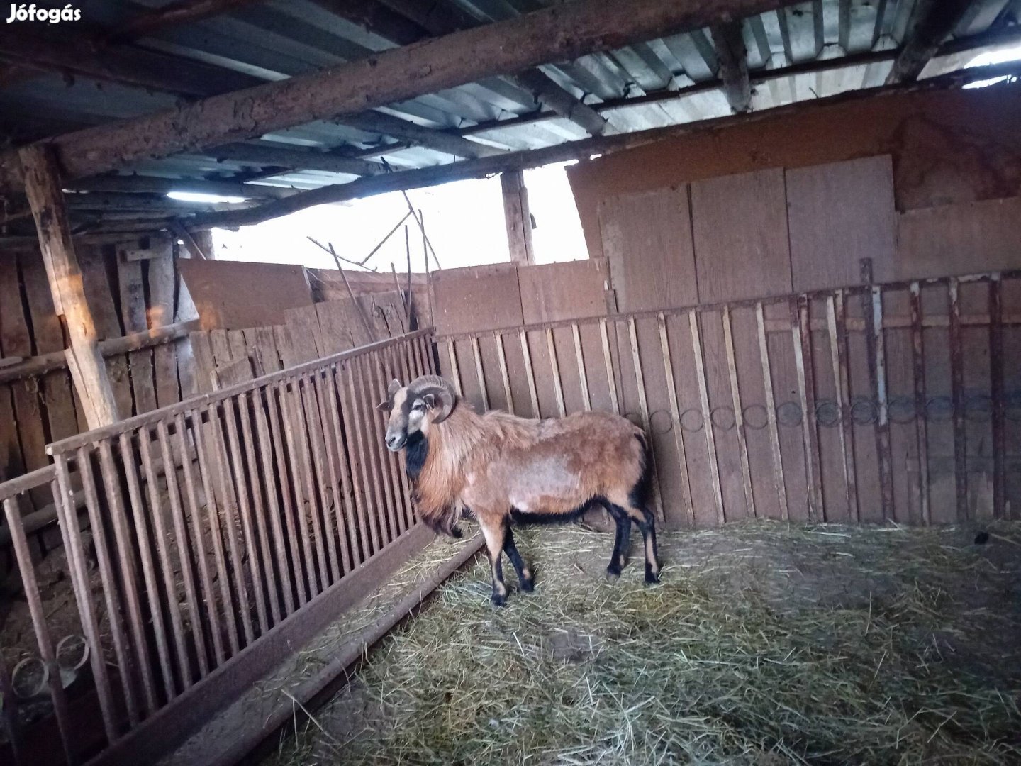 kameruni kos eladó!