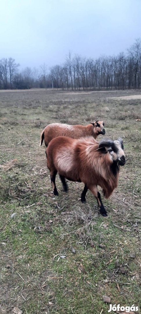 kameruni kos továbbtartásra eladó