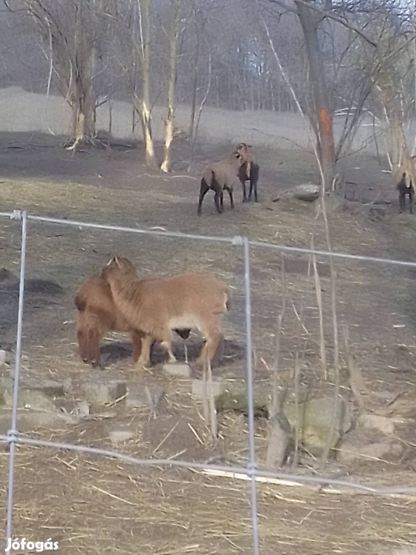 kameruni törpe kecske