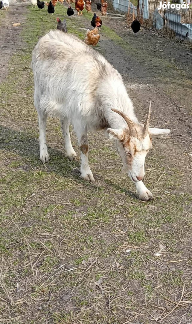kecske család cserérhetö