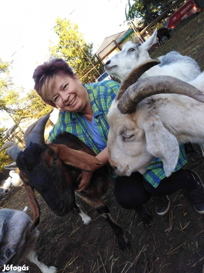 kecske tej frissen fejt eladó