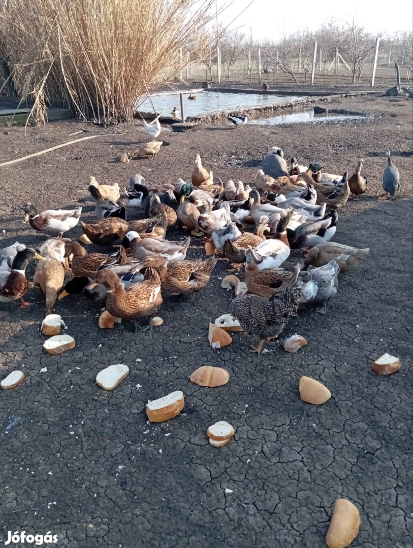 keltetésre alkalmas nagytestű tarka magyar kacsa tojás eladó