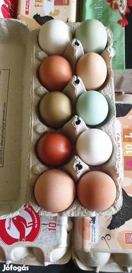 keltetésre alkalmas tojás
