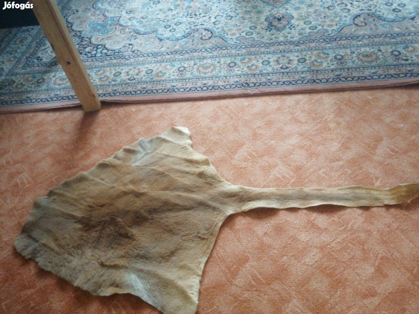 kenguru bőr Ausztrália 