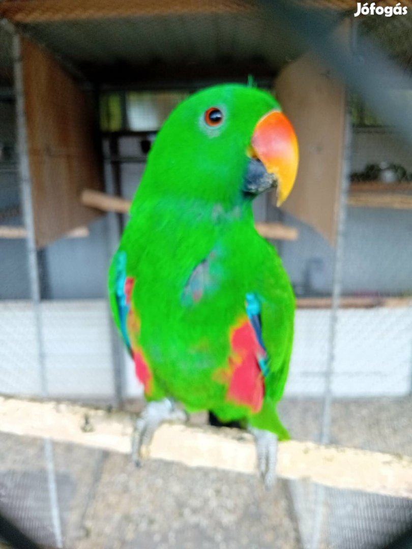 keresek nemes papagáj hímet