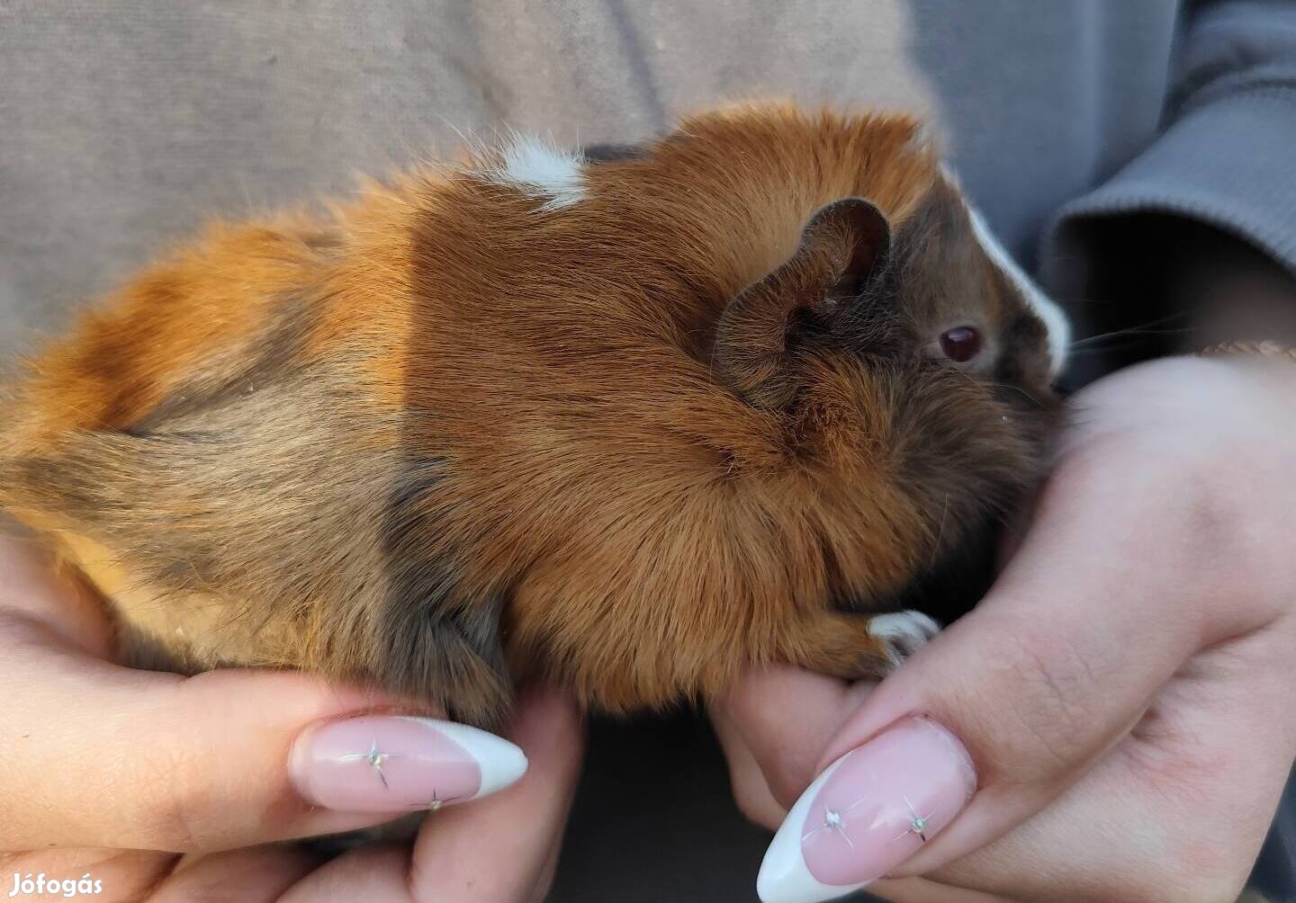 kicsi tengerimalacok