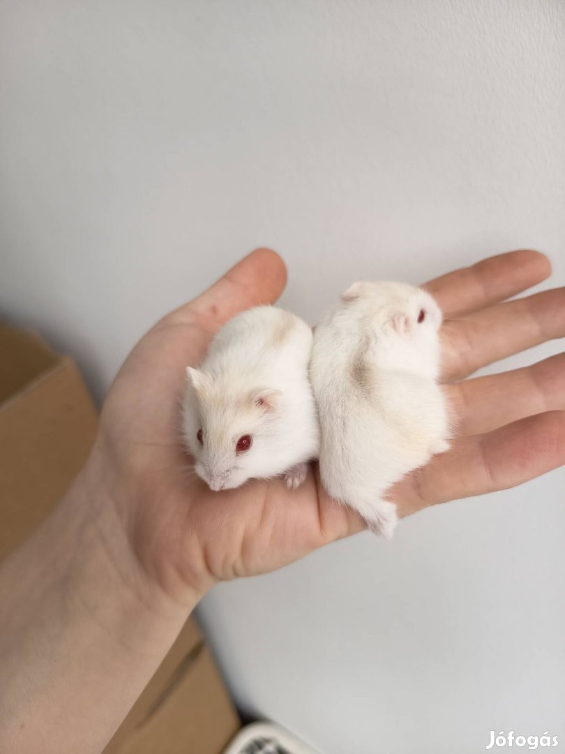 kicsi törpehörcsög hörcsög