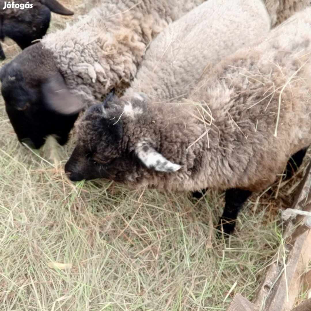 kisbárány suffolk racka cigája mix