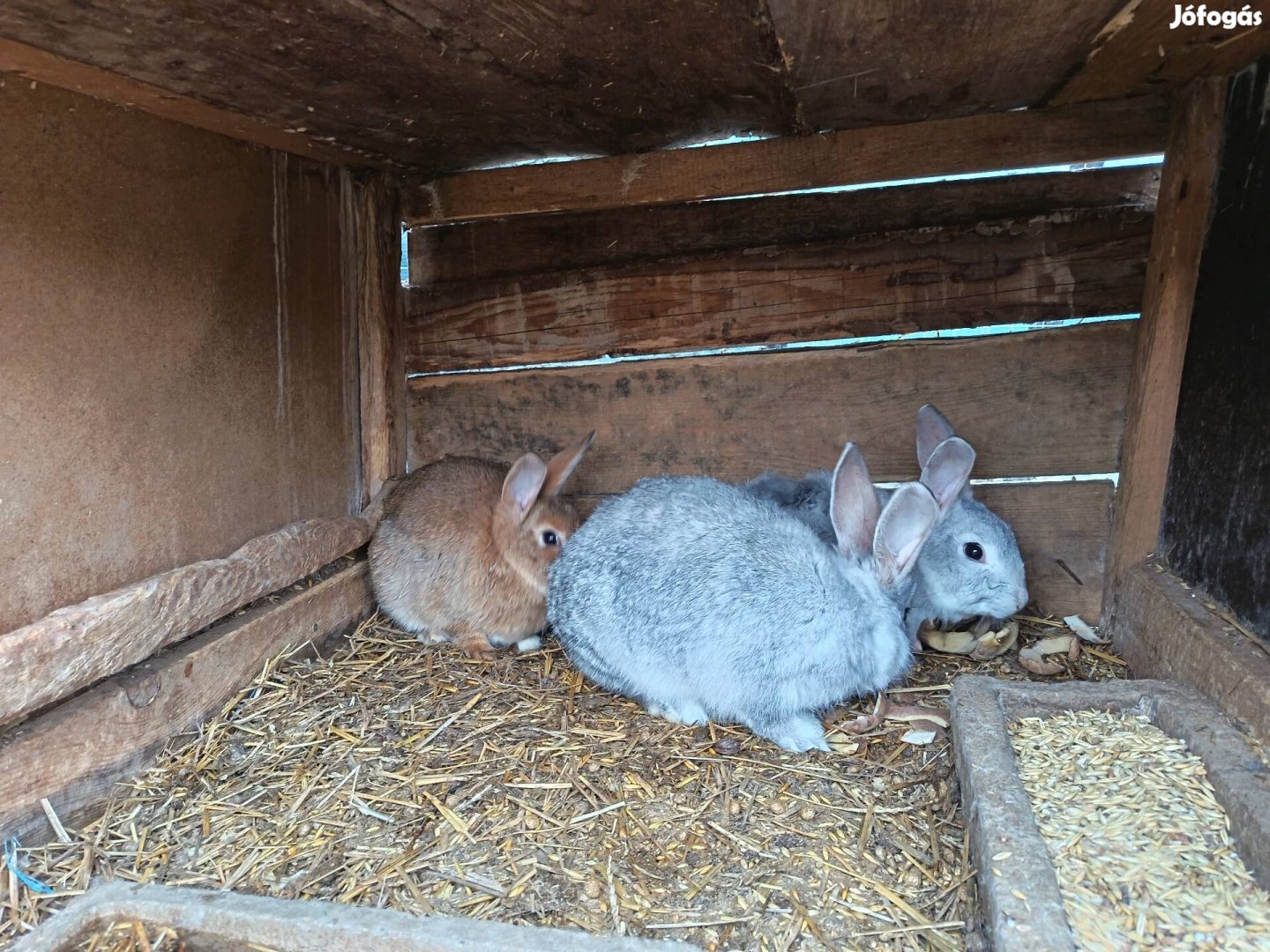 kölcsönözhető húsvéti nyuszik