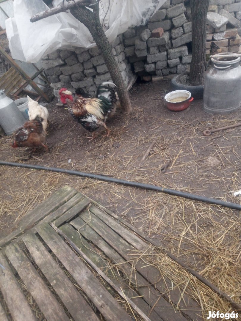 költöző porcelán kakas tyukkal