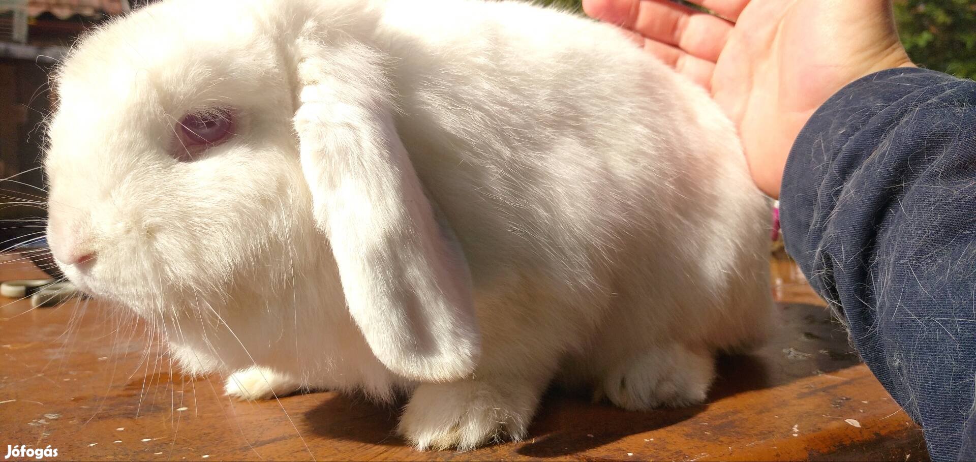 kosorru nyuszi, 1 éves bak