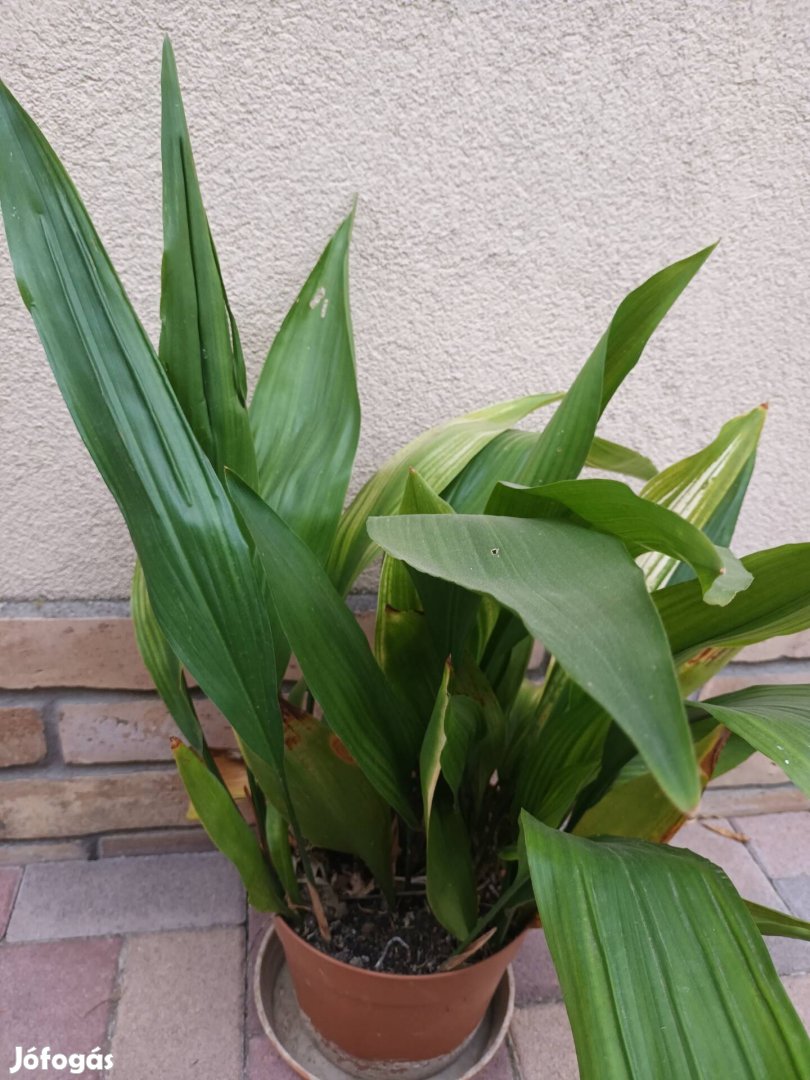 kukorica virág eladó