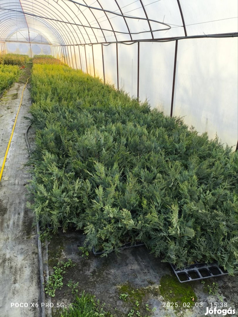 leylandii szaporítóanyag 